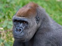 638K0332 Flachlandgorilla maerz