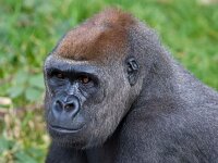 638K0332 Flachlandgorilla maerz