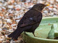 DSC 0650 Amsel