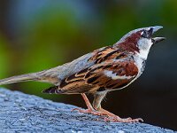 DSC 0753 Spatz