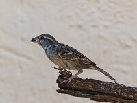 DSC 0876 Spatz