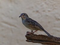 DSC 0913  Spatz