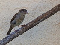 DSC 0936 Spatz