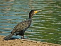 DSC 4132Kormoran