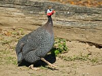 DSC 4198Haubenperlhuhn