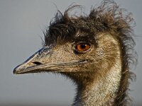 DSC2514Emu