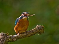 DSC2924 Eisvogel m Fisch