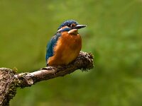 DSC2947 Eisvogel o Fisch