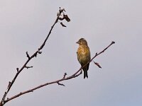 DSC5517 Vogel