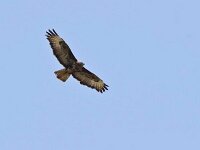 DSC6631 Maeusebussard